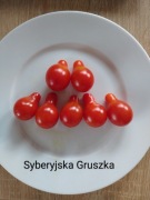 Syberyjska Gruszka 