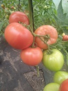 Pomidor Malinowy duży 