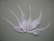 Pióra kogucie siodłowe kpl. 70szt.