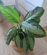 Kwiat Aglaonema Silver Baby duza