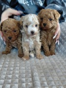 Śliczne szczeniaki Maltipoo (2 suczki i 1 piesek), Marki koło Warszawy