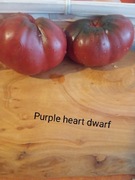 Pomidor Purple heart dwarf  kolekcjonerski