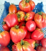 Pomidor malinowy ,bawole serca,lima,koralik mix odmian