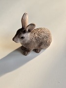 dziki królik schlech-wyjątkowy unikat 2009