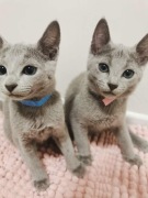 Kociaki Rosyjskie Niebieskie WCF 