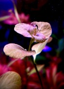 Ludwigia sp. Marilla, Sadzonka ok 10-15 cm z hodowli podwodnej 