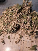 Czeremcha kwiat +górne liście 