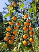 Nasiona pomidora SUNGOLD - 10 nasion