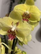 Storczyk phalenopsis żółty z czerwonym środkiem i kropkami Yellow Stone