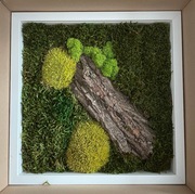 Obraz mech chrobotek kawałek lasu