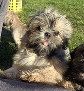 Szczeniaczki shih tzu ostatnie 2 pieski