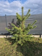 Drzewka Sosna pospolita 9 sztuk wysokość 1 m - 1,70 m