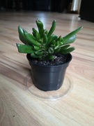 Grubosz USZY SHREKA  Crassula Ovata'Hobbit'  Sadzonka ok 13-14 cm