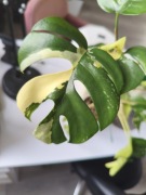 Węzeł Monstera 'Minima' - Rhaphidophora tetrasperma