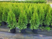 Tuja Szmaragd Thuja 70cm C3 donica Hurt