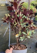 Rododendron kolekcjonerski Burletta