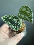 Scindapsus Tricolor
