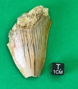 ZĄB REKINA MEGALODONA - OKAZJA!