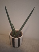 Sansevieria cylindryczna