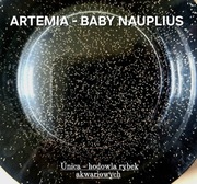 ARTEMIA ŻYWA - baby nauplius, żywe jaja solowca, solowiec, żywym pokarm 