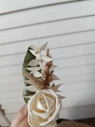 Butonierka Kawalerski, Świadkowe