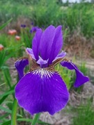 Irys syberyjski 'Welcome Return' Iris sibirica