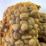 Ziemniaki OBERON, CATANIA, IGNACY, GALA