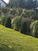 Trawa ozdobna Miskant olbrzymi 