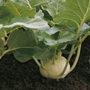 Kalarepa Korist F1 - Nasiona Holenderskie