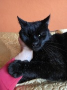 Oddam Dorosłego  Kocurka do Dobrego Domu