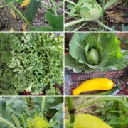 Prosto z gospodarstwa zamów już dziś :730_450_496