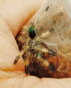 Ptasznik pająk Psalmopoeus reduncus 2-2,5 dc