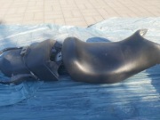 Suzuki GSX 600F (Katana) siedzenia komplet, kierowcy + pasażera + zamek itp