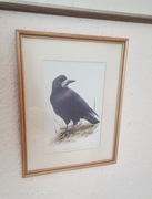 GAWRON WRONA KRUK PTAK ptaki przyroda krukowate OBRAZ obrazek rycina