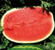 Nasiona arbuza Prismatica F1 