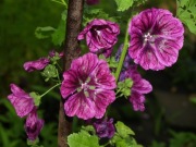 Ślaz maurytański malva sylvestris roślina miododajna 200 nasion 