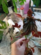 begonia AIAI-cięty szczyt