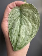 Scindapsus NOID - pędówka