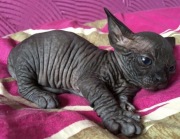 Kocięta Sfinks 3 mioty Sphynx Available Black Kittens (Transport )  
