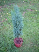 Cyprysik Lawsona Columnaris sadzonki!