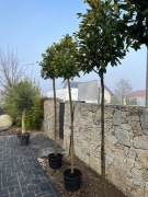 Laurowiśnia na pniu Novita