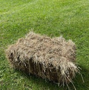 SIANO dla Królika Gryzoni 8 kg Kostka