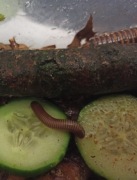 Krocionóg wij Pelmatojulus ligulatus