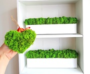 Biała donica z chrobotkiem reniferowym 50 cm, dekoracja na stół, na parapet