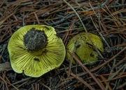 Grzyby gaska zielonka zarodniki grzybnia x2