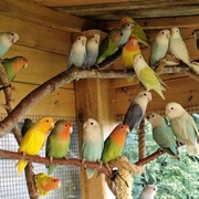 Nierozłączki czerwonoczelne młode 