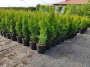 TUJA SZMARAGD 70-100cm PROMOCJA!!! Thuja Smaragd