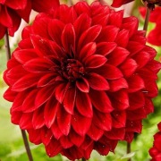 Dalie Karpy kwiatów ozdobnych - cena za kiligram