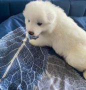 Szczeniak 2 mies, Samojed suczka