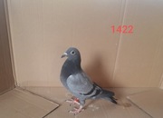 Młode gołębie pocztowe 2022